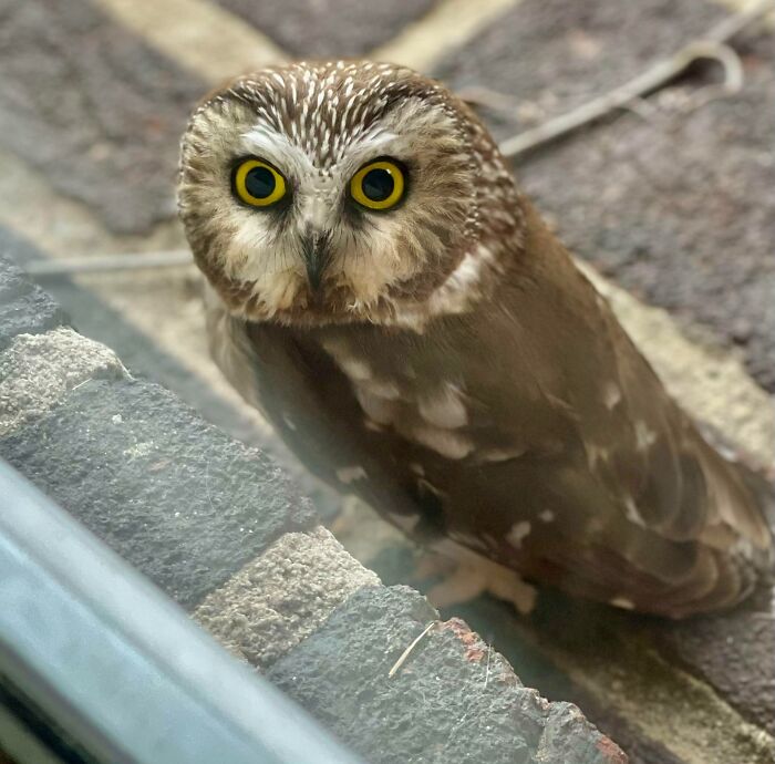 I Opened My Door This Morning To See This Dude. Never Seen An Owl Outside Of A Zoo Before