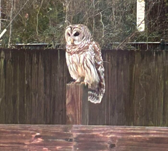 Can Anyone Identify This Owl? Found In Houston, Tx. We Think It’s A Barred Owl?