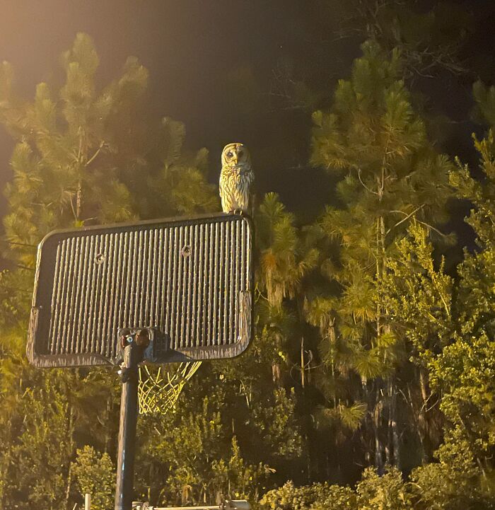 Saw This Owl The Other Night!