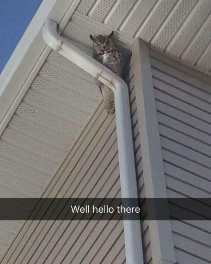 Noticed A Superb Owl On Snapchat Today