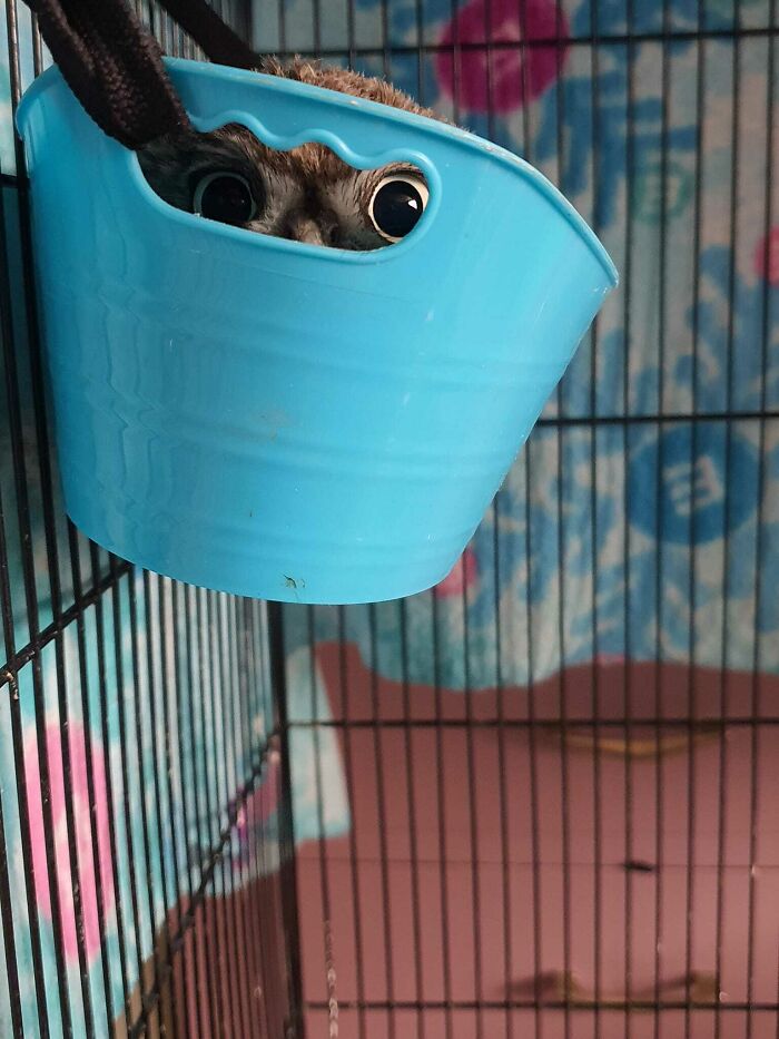 Little Rescue Owl, Or Hide And Seek Champion Of 2023?