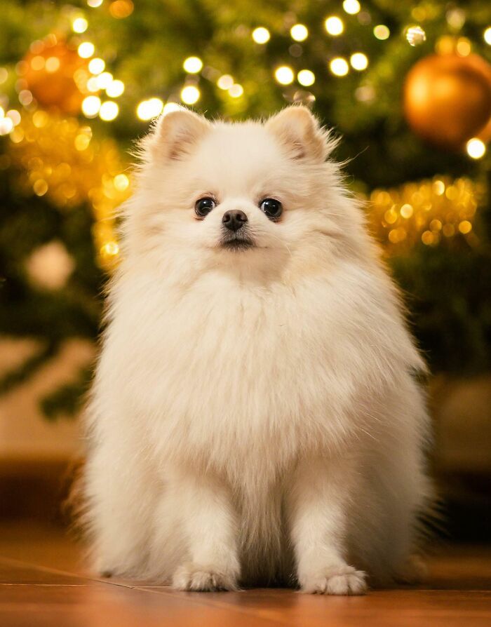 Tried To Do A Xmas Photoshoot Of My Pom, Only Managed To Keep Him Still For A Few Photos By Holding His Favorite Toy Up