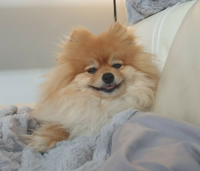 My Little Couch Buddy