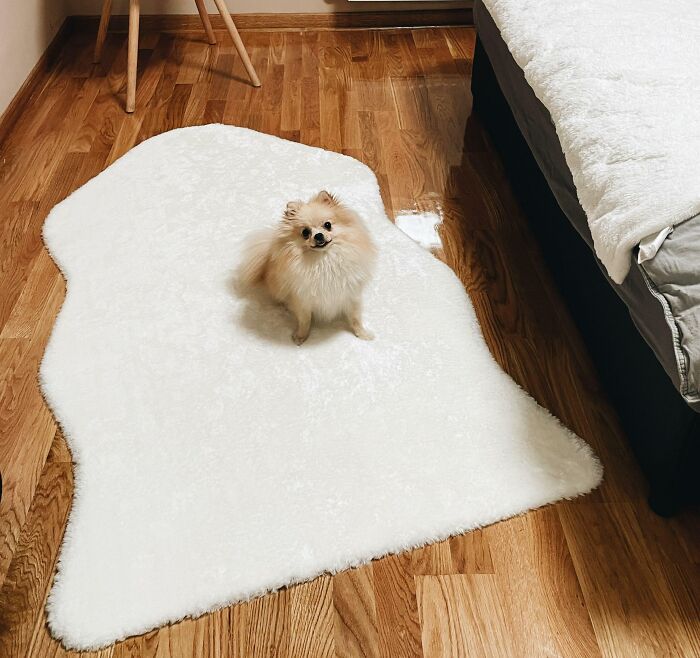 This Is Her Rug Now. She Won’t Leave It