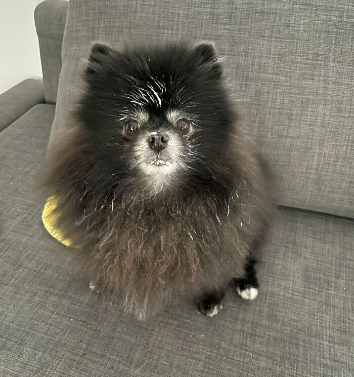 Someone Finished Mommy’s Yogurt When No One Was Looking