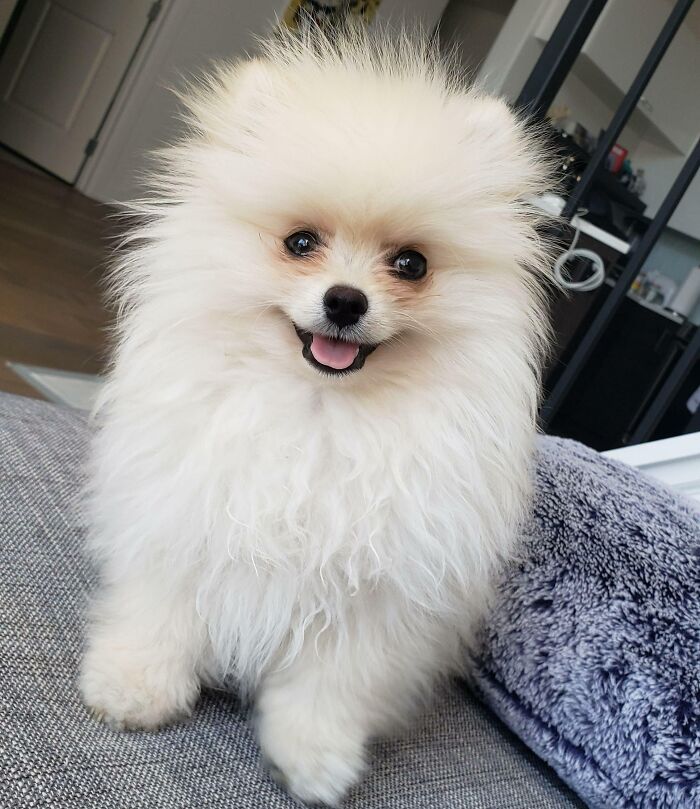 My Boy Vinny When He Was A Puppy