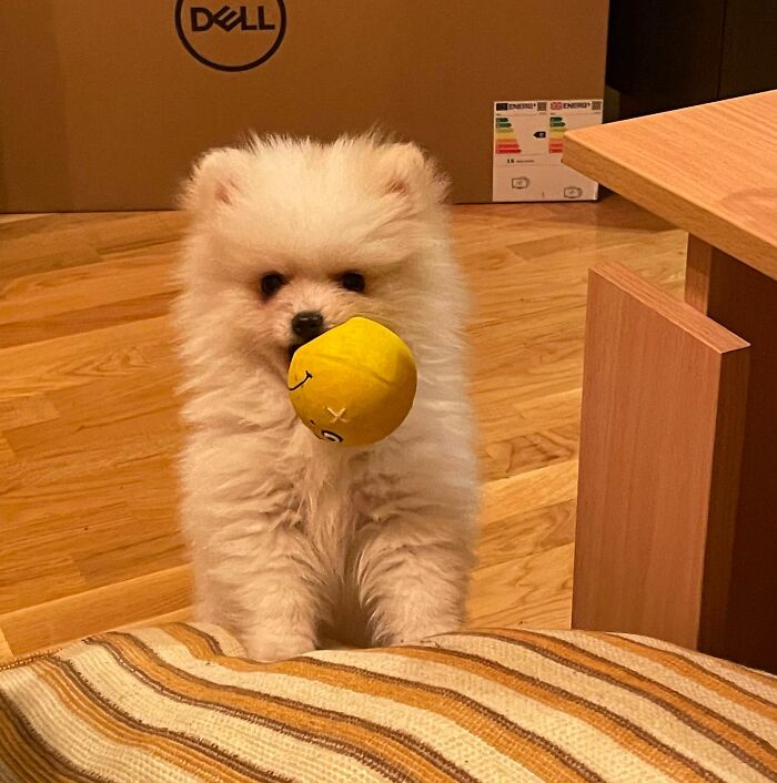 Pom Pup Struggling To Hold The Smallest Ball I Could Find