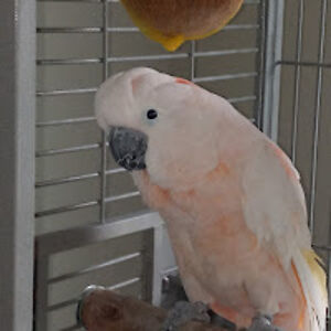 isabellcollins avatar