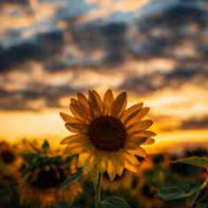 taylorschwenk avatar