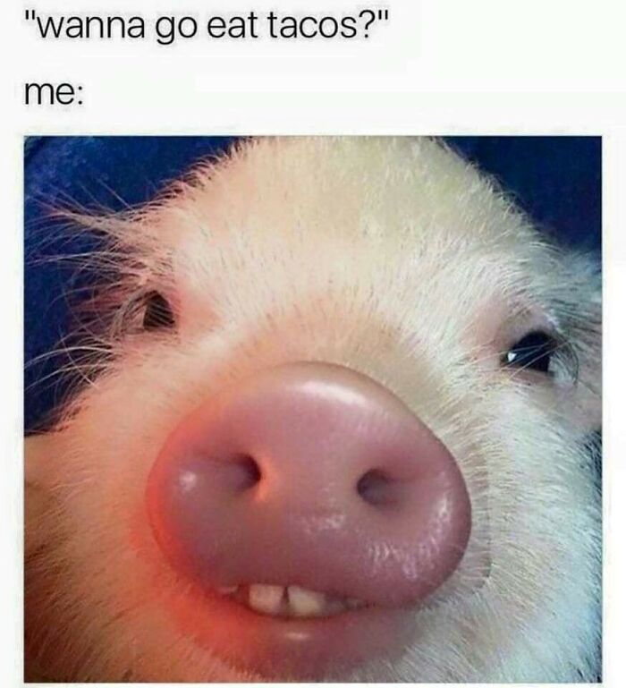 Funny-Food-Jokes-Memes-Wannabe-Food