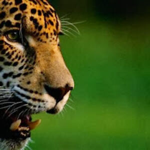 shakeyaguarete avatar