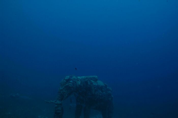 A Submerged Elephant Statue. Dahab, Egypt