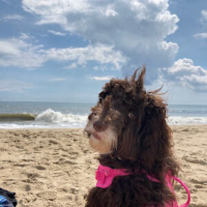 woofpuppydogwoof avatar