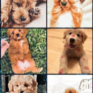 dulcelinajimenez avatar