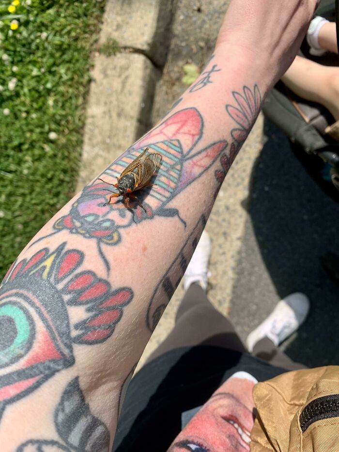 This Cicada On My Cicada Tattoo
