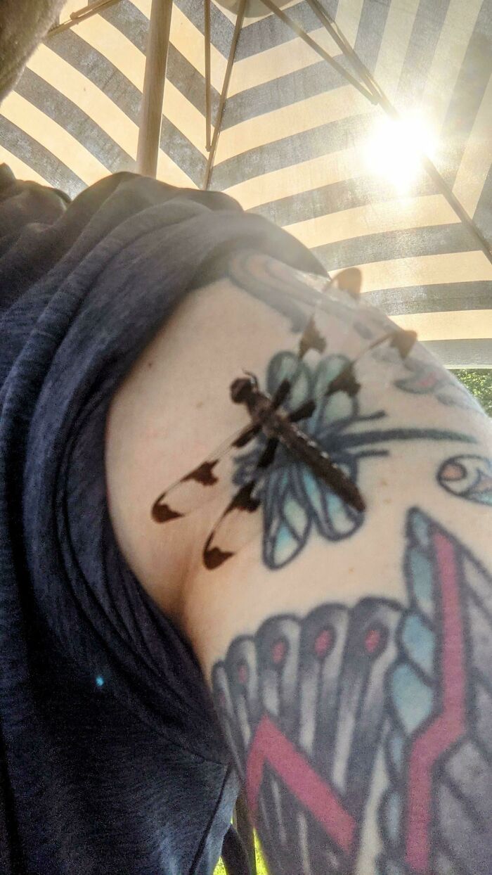 This Dragonfly Landed On My Dragonfly Tattoo
