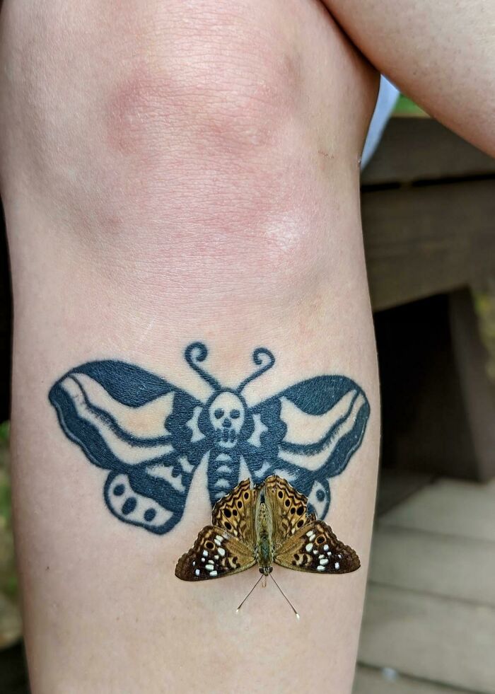 A Butterfly Landing On My Moth Tattoo