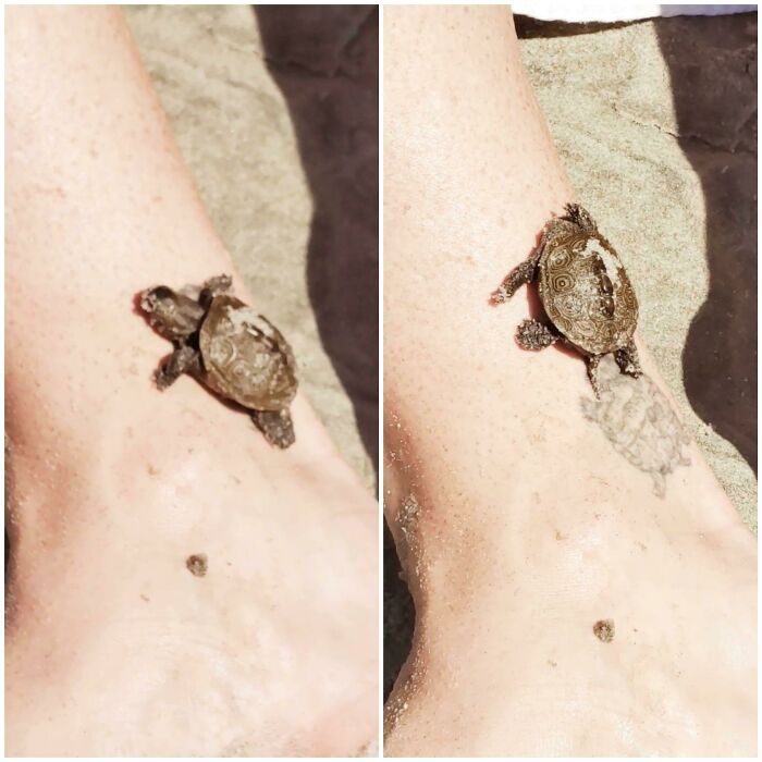 I Found A Turtle That Matches My Tattoo