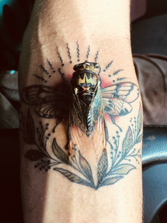 I Found A Lovely Cicada The Moment I Stepped Out Of The Tattoo Shop