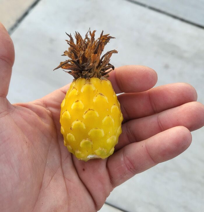 Cactus Fruit That Looks Like A Mini Pineapple