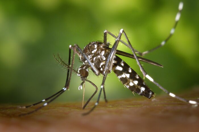 Asian tiger mosquito sucking blood