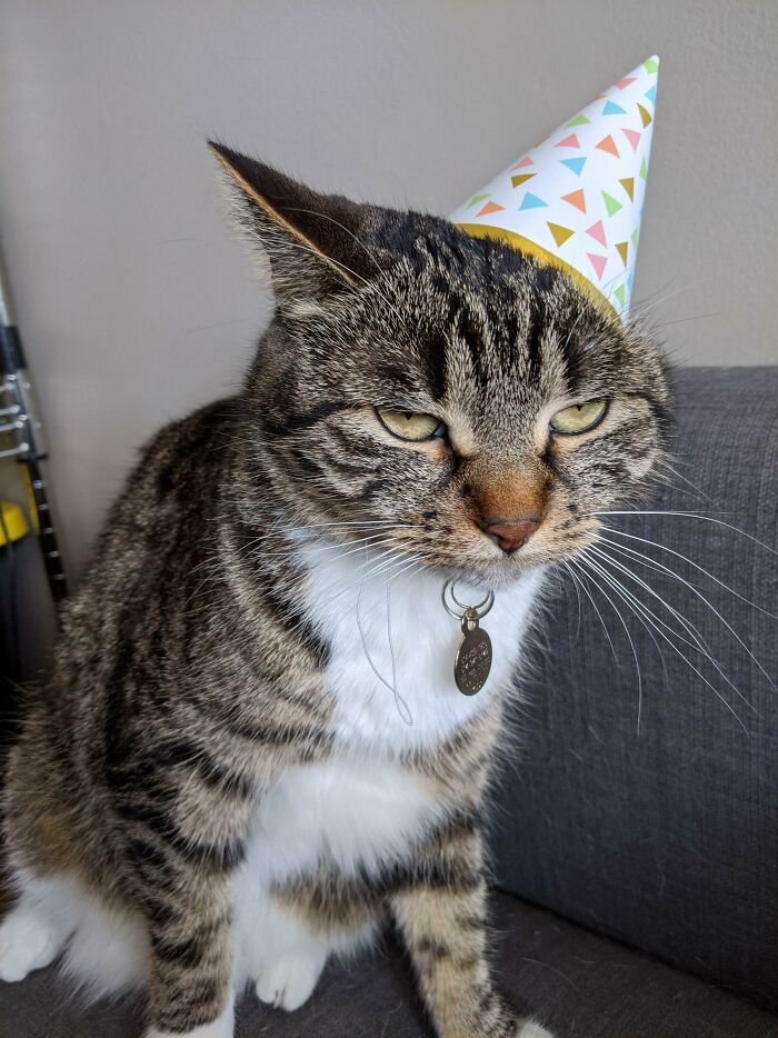 Mi gata cumplió 3 años y no le impresionaron las celebraciones