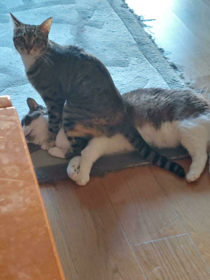 My Cats Have A Weird Relationship Dynamic