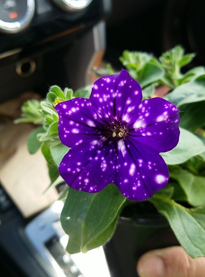 Esta flor que compró mi mamá se ve como si estuviera mal renderizada 