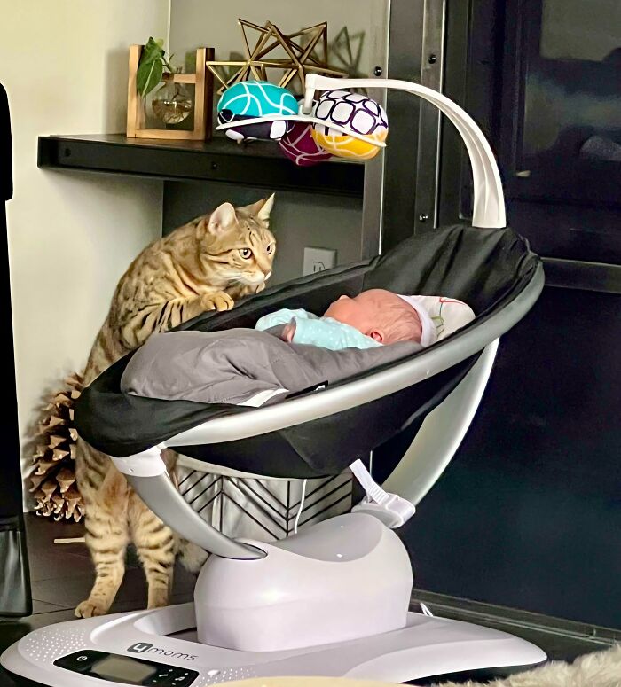 Our Cat Is So Fascinated With Her New Baby Sister