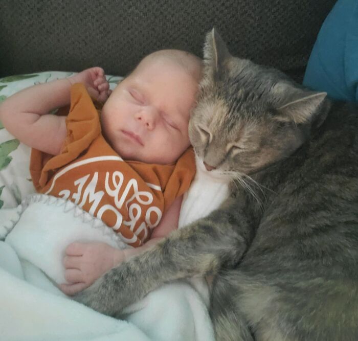 My Wife Just Sent Me This Picture Of Our Daughter And Cat. I'm Crying At Work