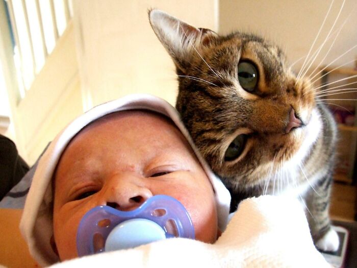 My Sister Recently Had Her First Baby. I Took This Picture When She Introduced Him To Her Cat