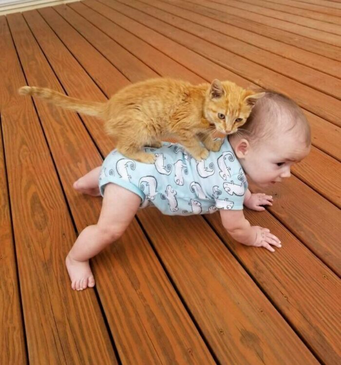 Apparently, A Cat Is Also Suitable As A 'Babysitter'