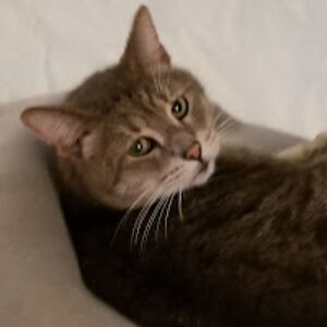 sharoninserro1 avatar