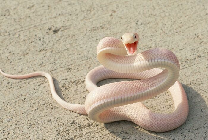  This Extremely Photogenic Pink Snake