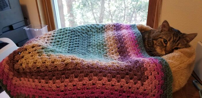 Didn't Love The Yarn, Decided A Cat Blanket Would Be Better Than A Twin Size!