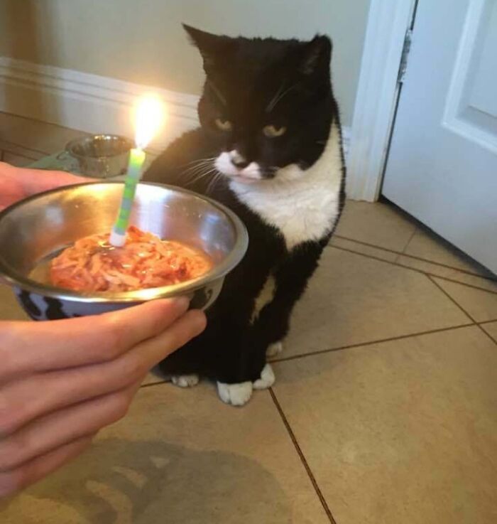 "Mi decepción es inconmensurable y mi día está arruinado". - ¡Feliz 19 cumpleaños a mi gatito!