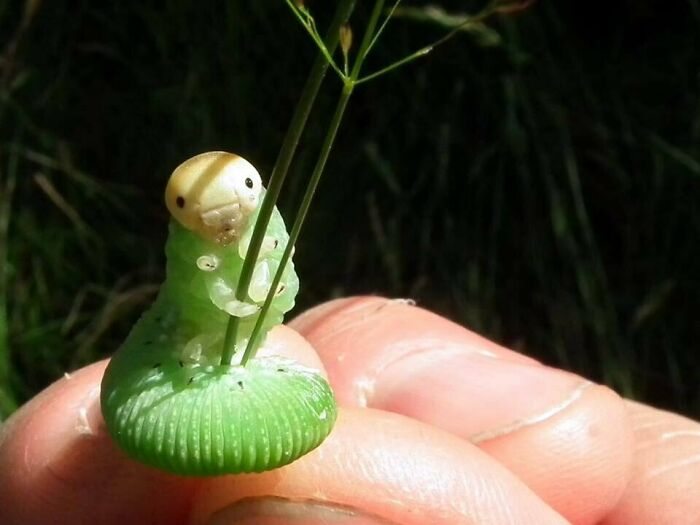 Caterpillar Posing While Holding A Blade Of Grass