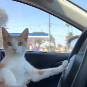 cyrilrodriguez avatar