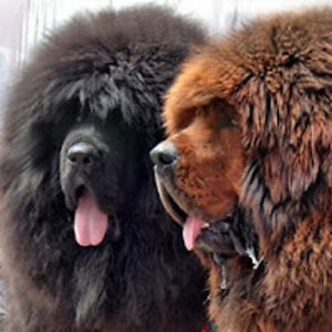 aaronfriedman avatar