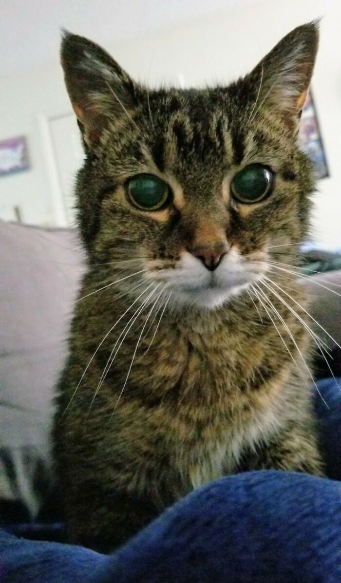Sally, My 20 Year Old Cat, Aging Beautifully