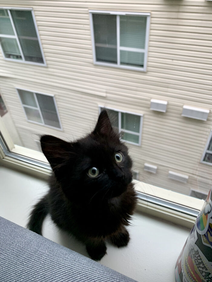 Say Hi To Our New Kitten, Lieutenant Dan!
