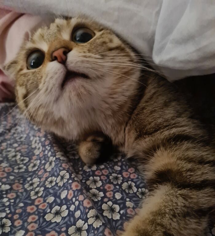 Boba Pokes Her Head Out And Stares At Me When It Gets Too Hot Under The Blanket