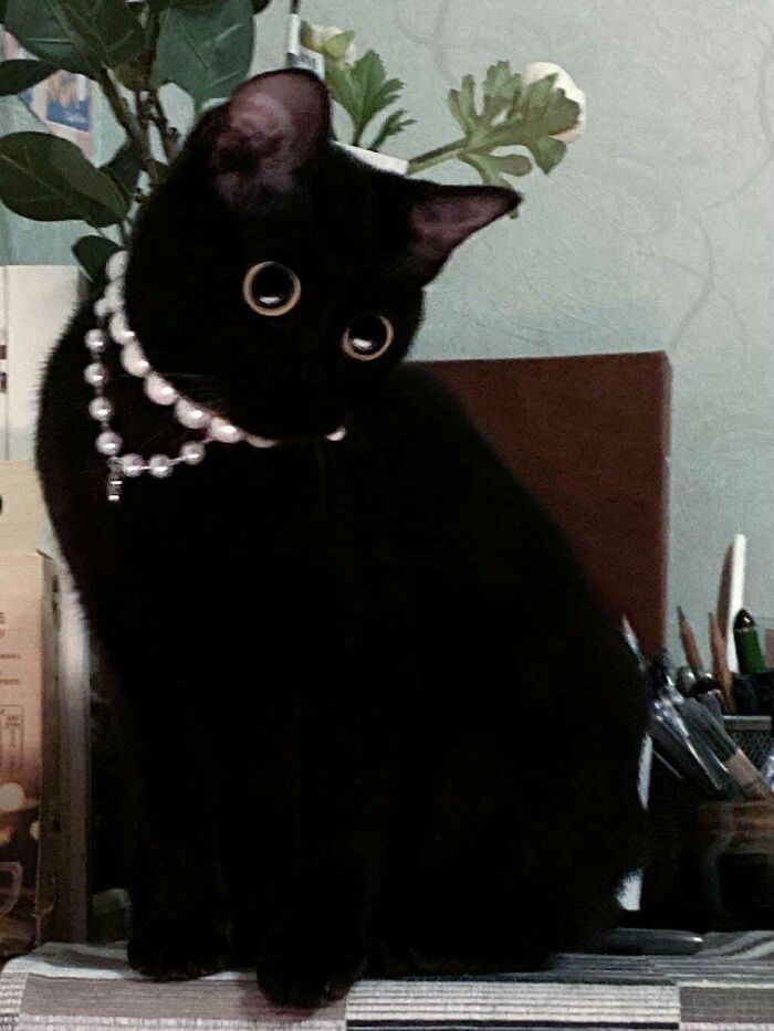 My Baby Got His First Jewelry Today. Never Seen A Better Mix Of Posh And Derpiness