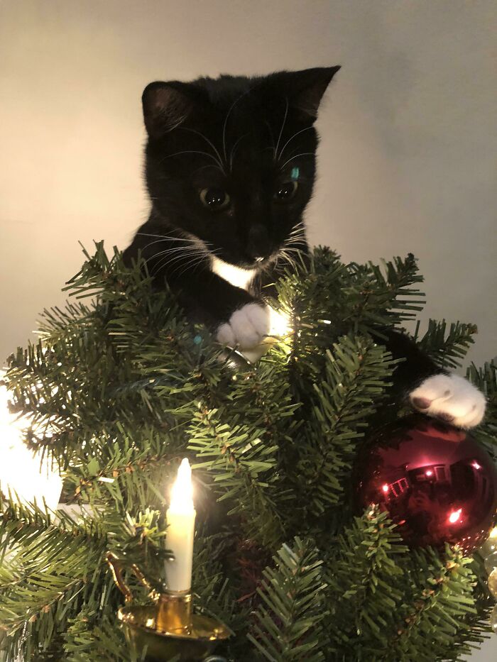 Our Baby Winston From Christmas Last Year. He Routinely Knocked The Star Down And Climbed To The Top Because He Is The Star
