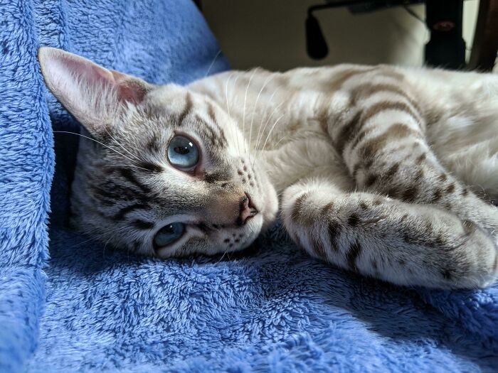 My Silver Bengal Kitty, Mr. Meow