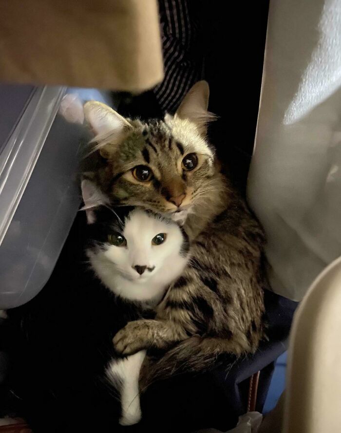 My Friend Caught Her Cats Cuddling In The Closet. So Wholesome