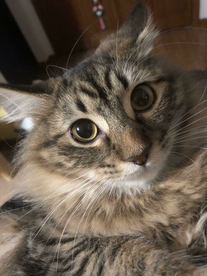 Disney Eyes With A Side Of Airplane Ears