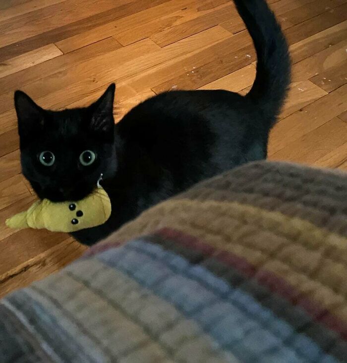 Was Encouraged By R/Blackcats To Post This Pic Of Salem And His New Mustard Toy