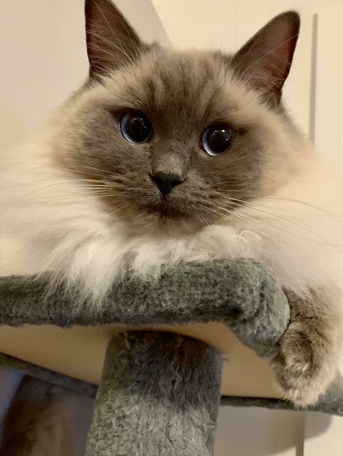 Azula On The Highest Cat Tree!