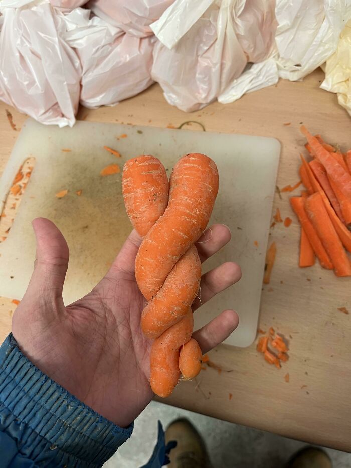 These Carrots That Grew Around Each Other At The Farm I Work At